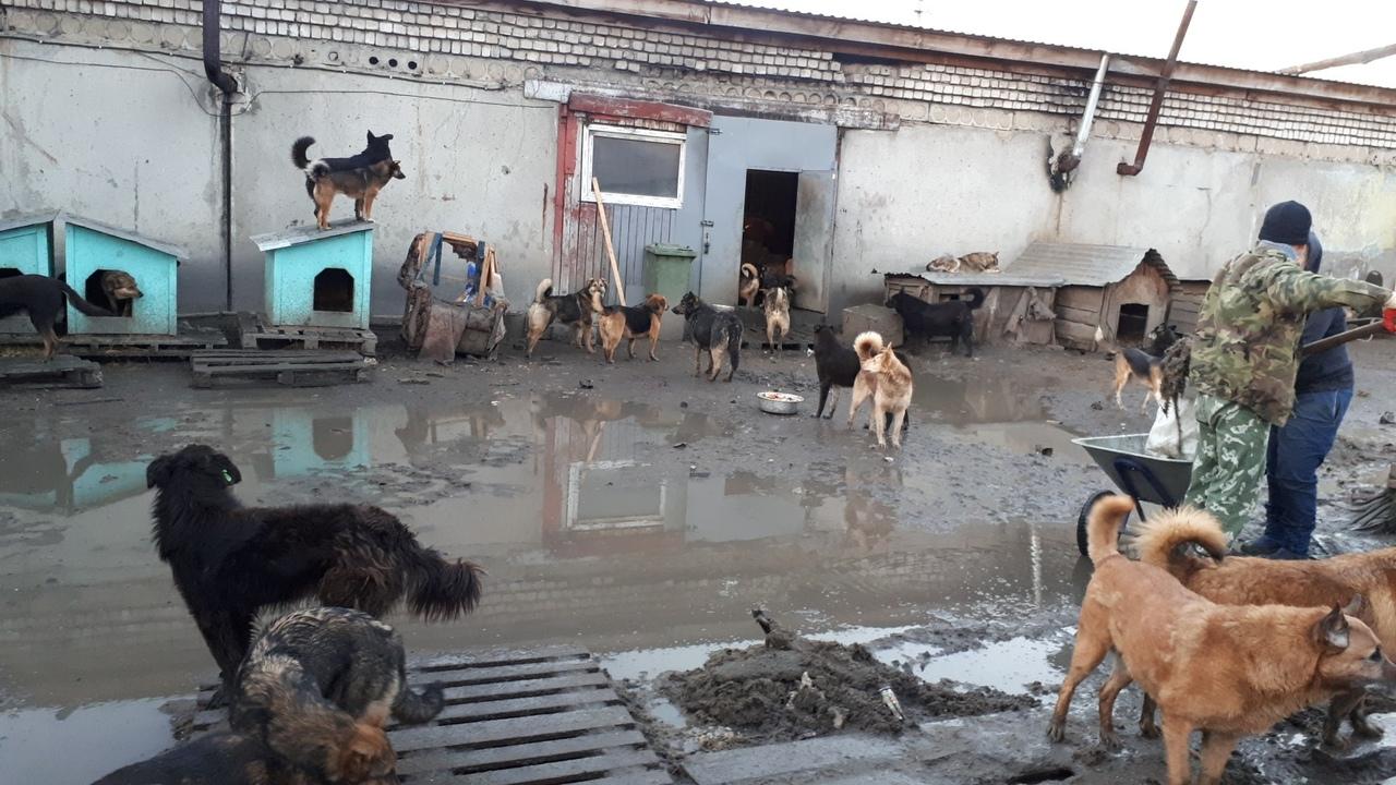 Еще один приют для животных, напоминающий концлагерь, обнаружен в Арзамасе