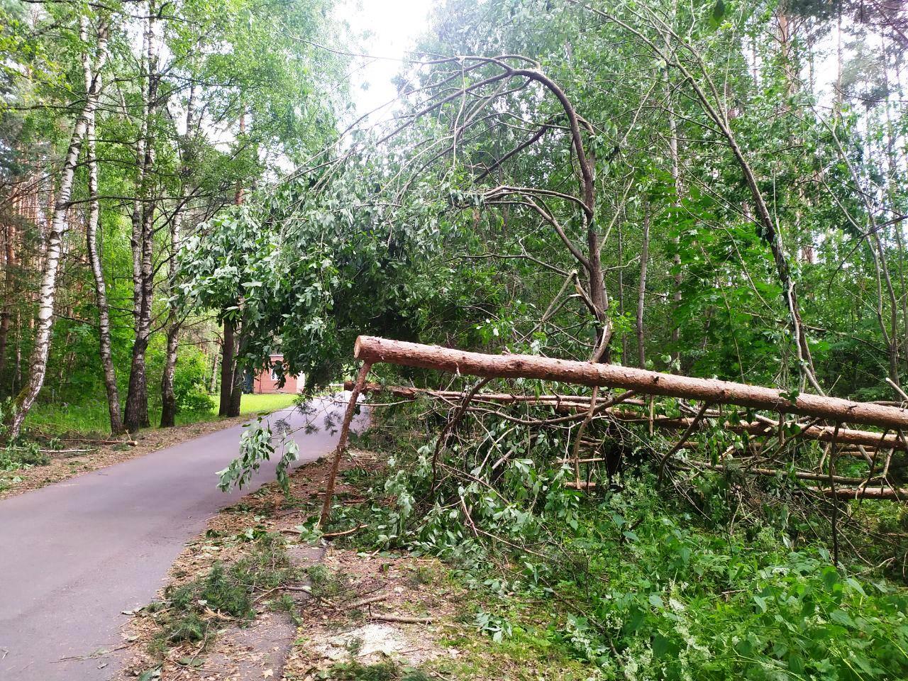 Последствия грозы и сильного ветра в Богородском районе (ФОТО)