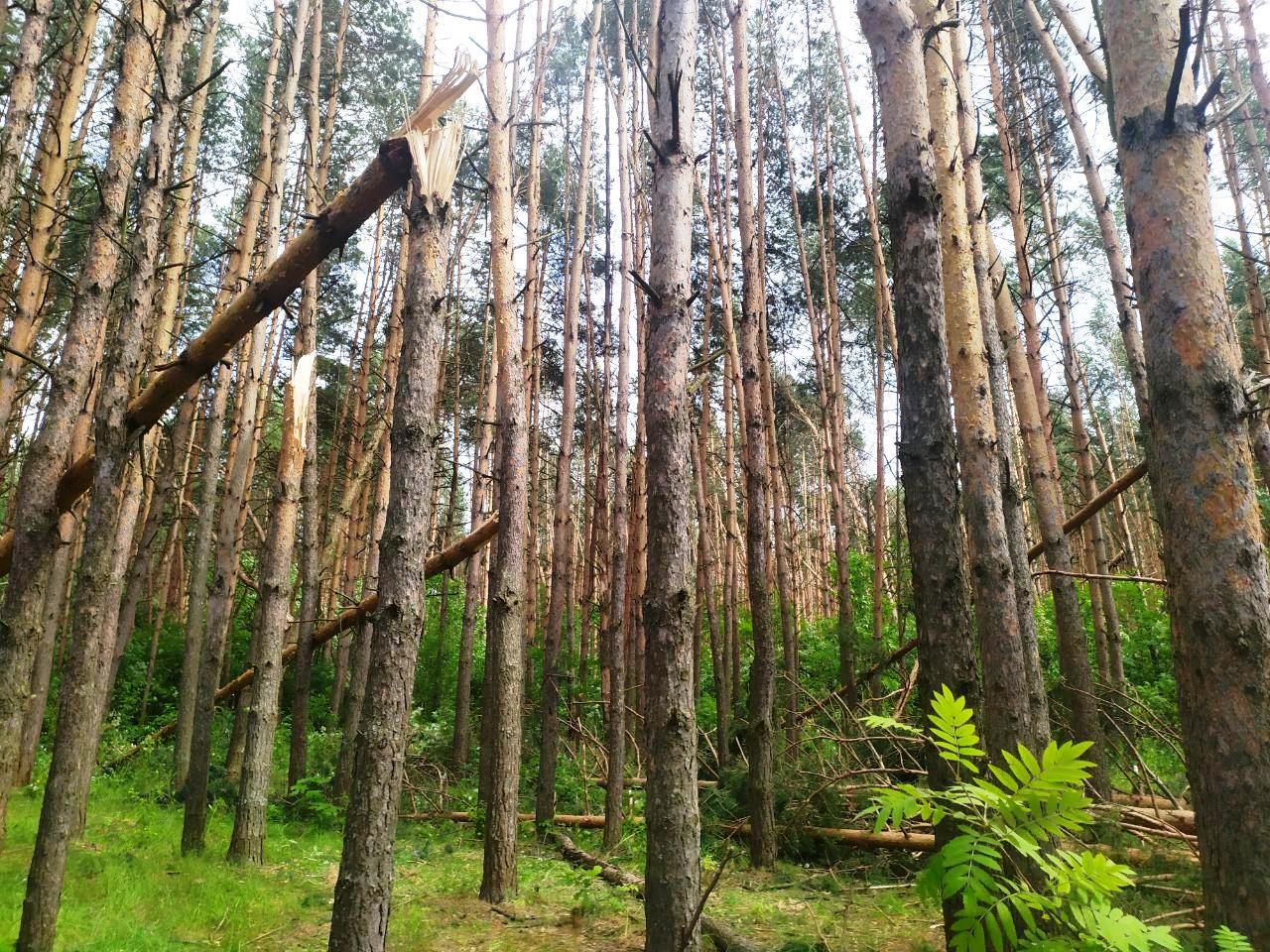 Последствия грозы и сильного ветра в Богородском районе (ФОТО)