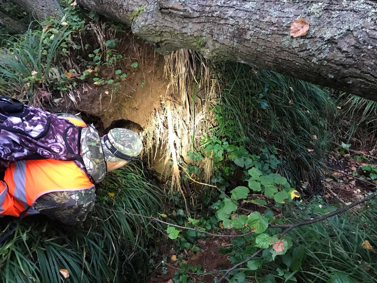 Пропавшая девочка в лесу найдена