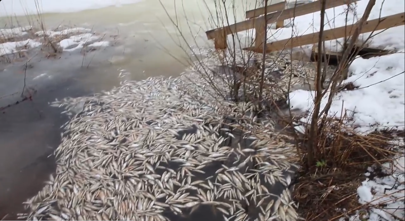 Более 4000 рыб погибло на озере Светлояр в Воскресенском...