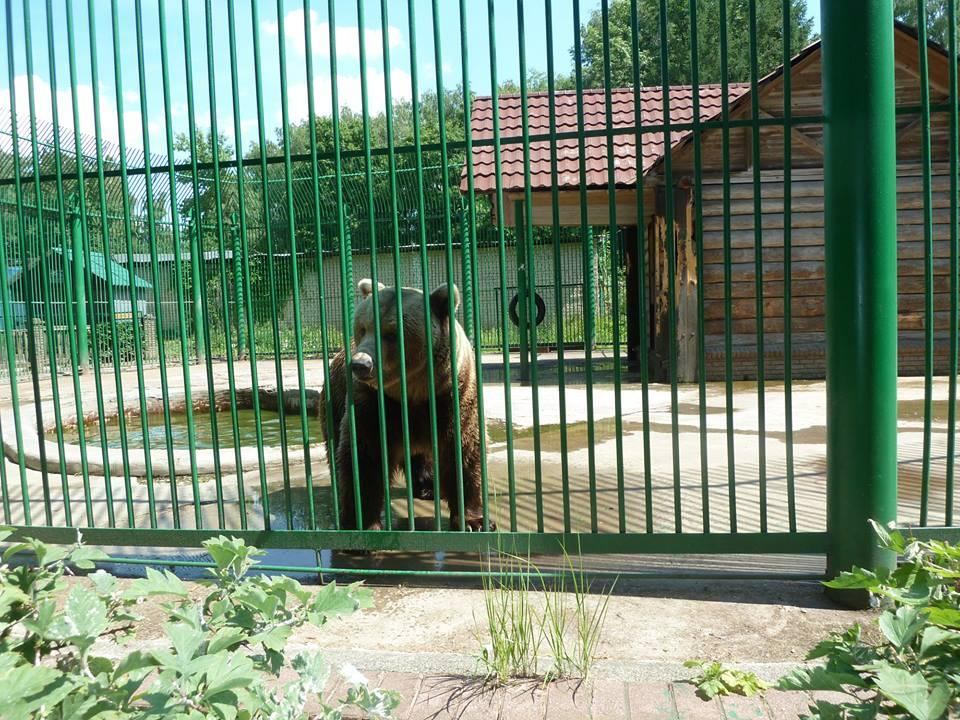 Место в зоопарке. Зоопарк Мишутка. В Кирове есть зоопарк.